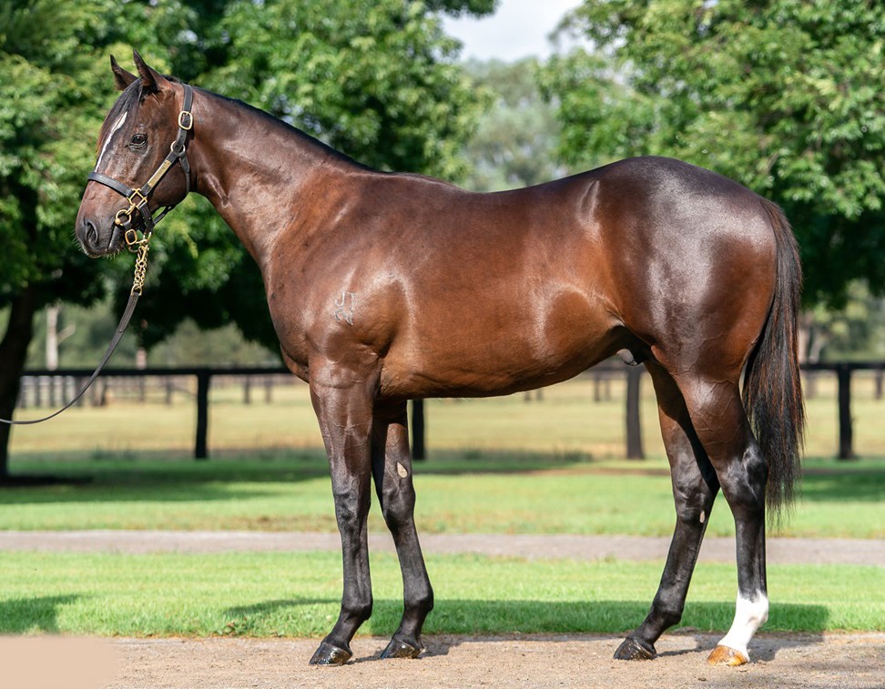 PencarrowStud's tweet photo. Basquiat Stars in Brisbane ⭐️
Part-owned by #Pencarrow's Sir Peter Vela, emerging 2YO #Basquiat (Snitzel) made a big impression with the first victory of his career in Monday’s A$37,000 Sky Racing QTIS 2YO Maiden Plate (1615m) at @DoombenRacing.💙
📰: https://t.co/YO8obEJ76V https://t.co/cDz6DnZDlL