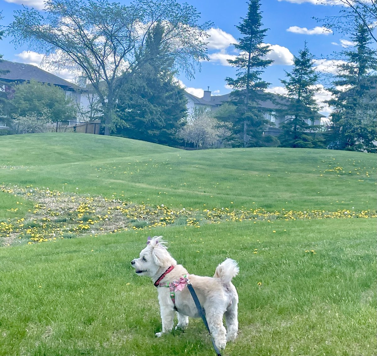 Today is so beautiful that I want to sing…
🎵🎵🎵The hills are alive,…
with the smiles of Daisy!🎵🎵🎵
#dogs #dogsoftwitter #MondayMotivaton #adorable #love