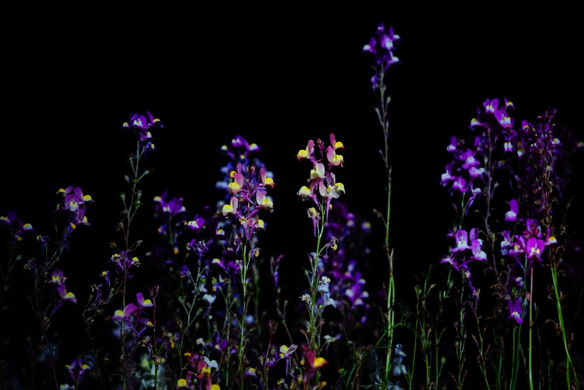 Fumi_Kozuke's tweet photo. #写真好きな人と繋がりたい
#ファインダー越しの私の世界
#SONYα7
#キトレン

5月まとめ

5月ってあまり花のイメージとかありませんよね。

どとらかというと若い小さな黄緑色をした葉っぱが光に当たって神秘的に見えるとかそういう感じですよね https://t.co/WUwgZzogbd