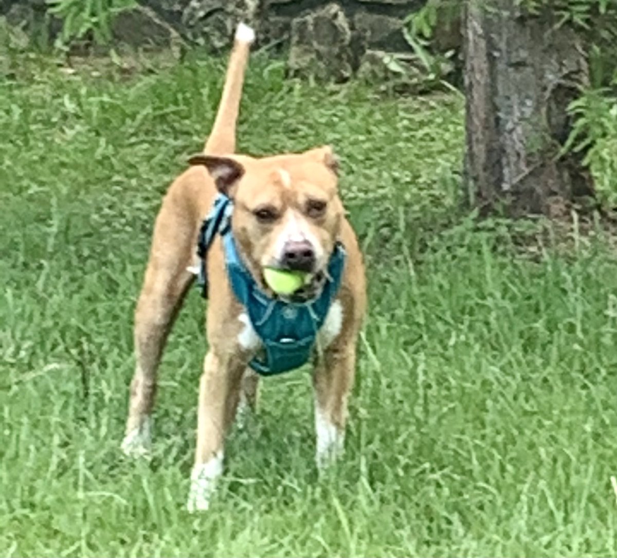 kvukadin's tweet photo. Houston friends: Here are just a few of the good boys and girls that my son and I walked today at Citizens for Animal Protection—all kinds and sizes! #cap4pets https://t.co/vGN7fSzlYW