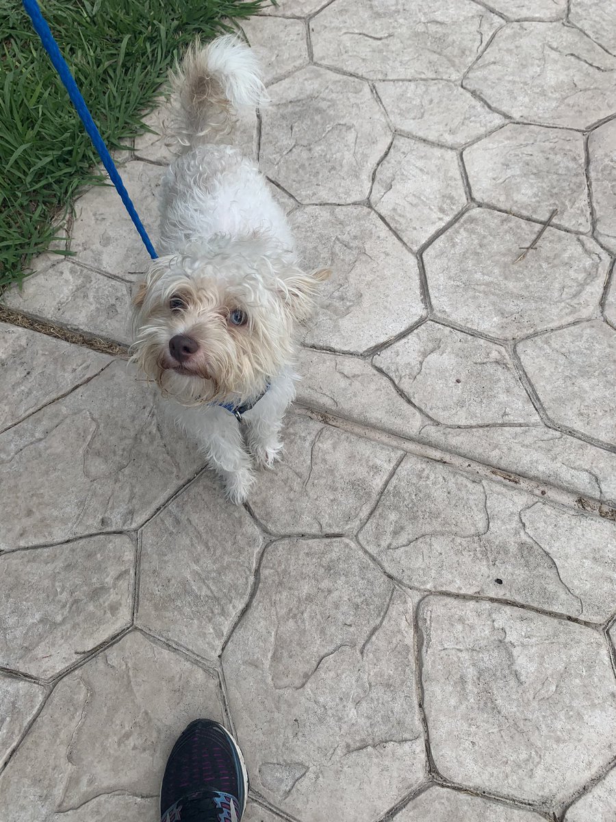 kvukadin's tweet photo. Houston friends: Here are just a few of the good boys and girls that my son and I walked today at Citizens for Animal Protection—all kinds and sizes! #cap4pets https://t.co/vGN7fSzlYW