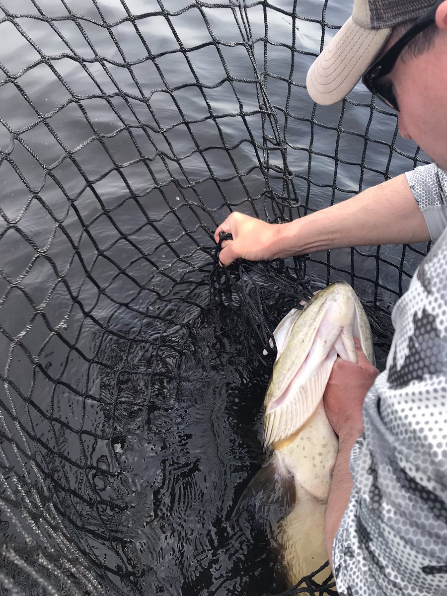 AaronKatzmarek's tweet photo. Found some established green weeds and put one in the bag.  Crazy ballistic fish fight with a healthy release. 
#musky #muskies #Wisconsin https://t.co/NrmidawIeB