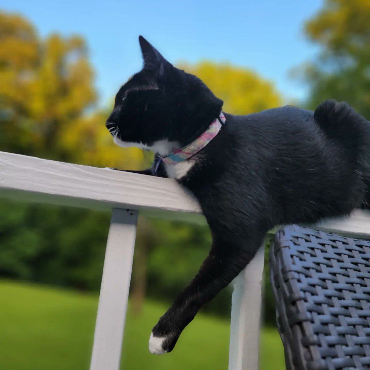 Enjoying my #memorialday on the back deck with the parents after a long travel day from Maryland. #happykitty #catsagram #catlove #catloversclub #catofinstagram #catscatscats #cats_of_world #CatsOfTwitter