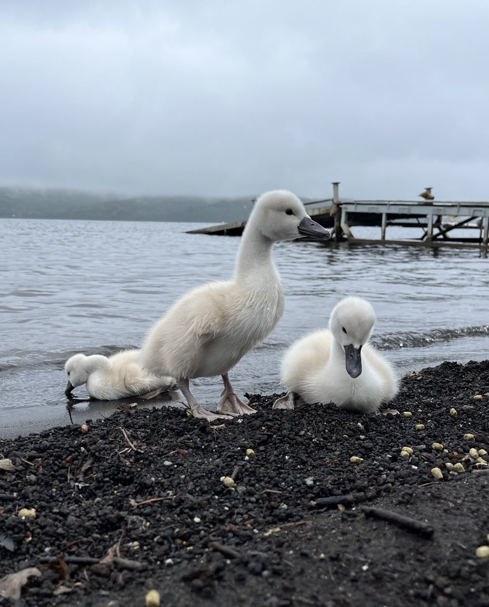 おはくちょうございます🦢 これを見れば頑張れるー！