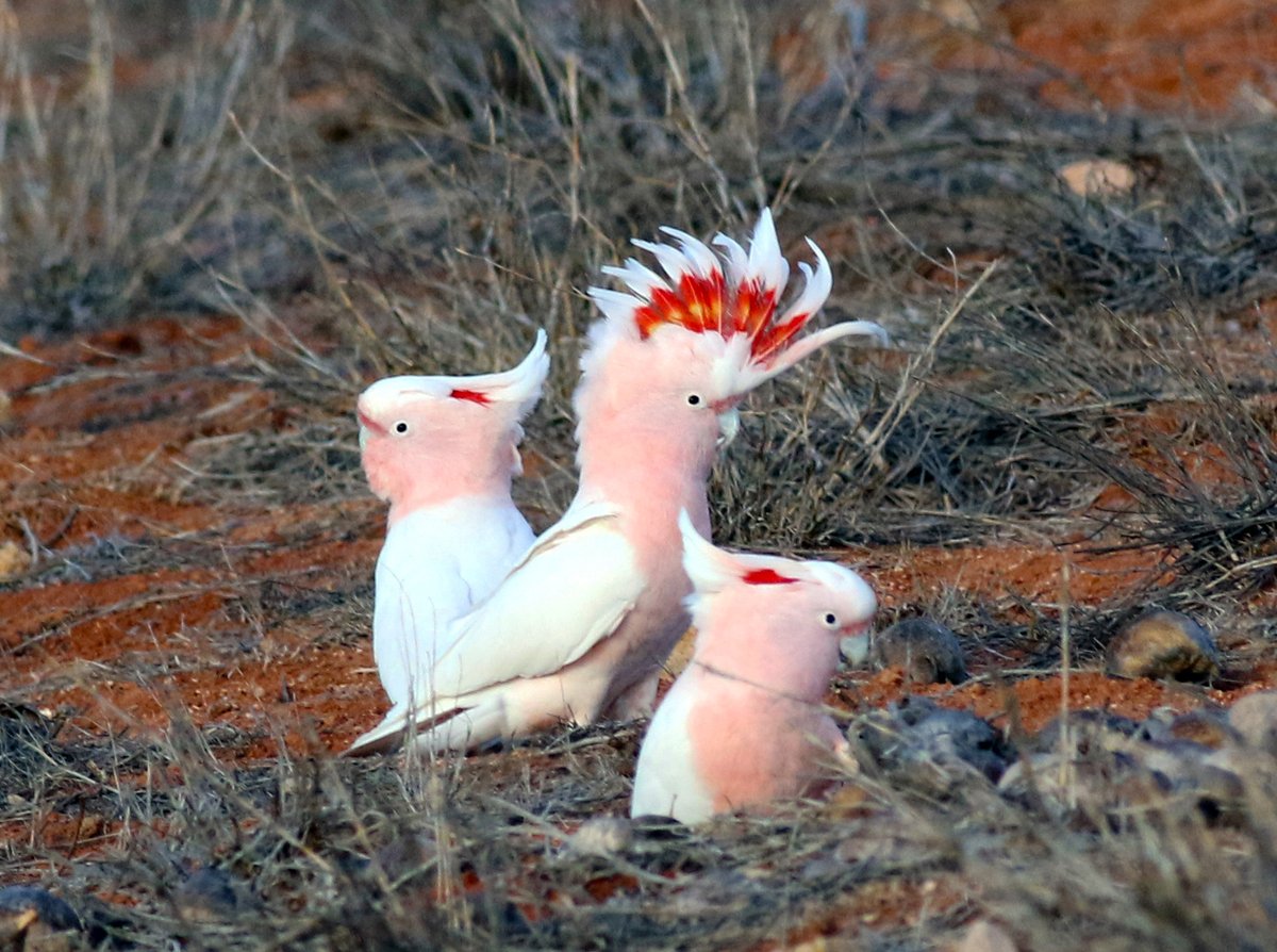 I've just realised that it's World Parrot Day!
So here are a trio of pink cockatoos from Lake Hart in South Australia's far north.
@ParrotOfTheDay #WorldParrotDay