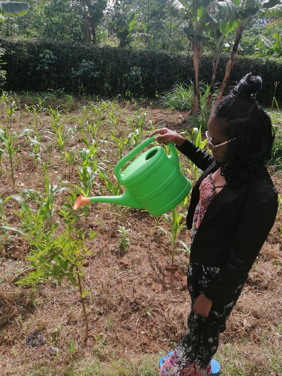 shade_last's tweet photo. If you would have told me 4 years ago that I would be watering plants at this time of the year, I would have vehemently denied. The #ClimateCrisis has not given us much of a choice and I still walk out with my watering can.
@BarbraKhatinya https://t.co/ckxjaBoT7M