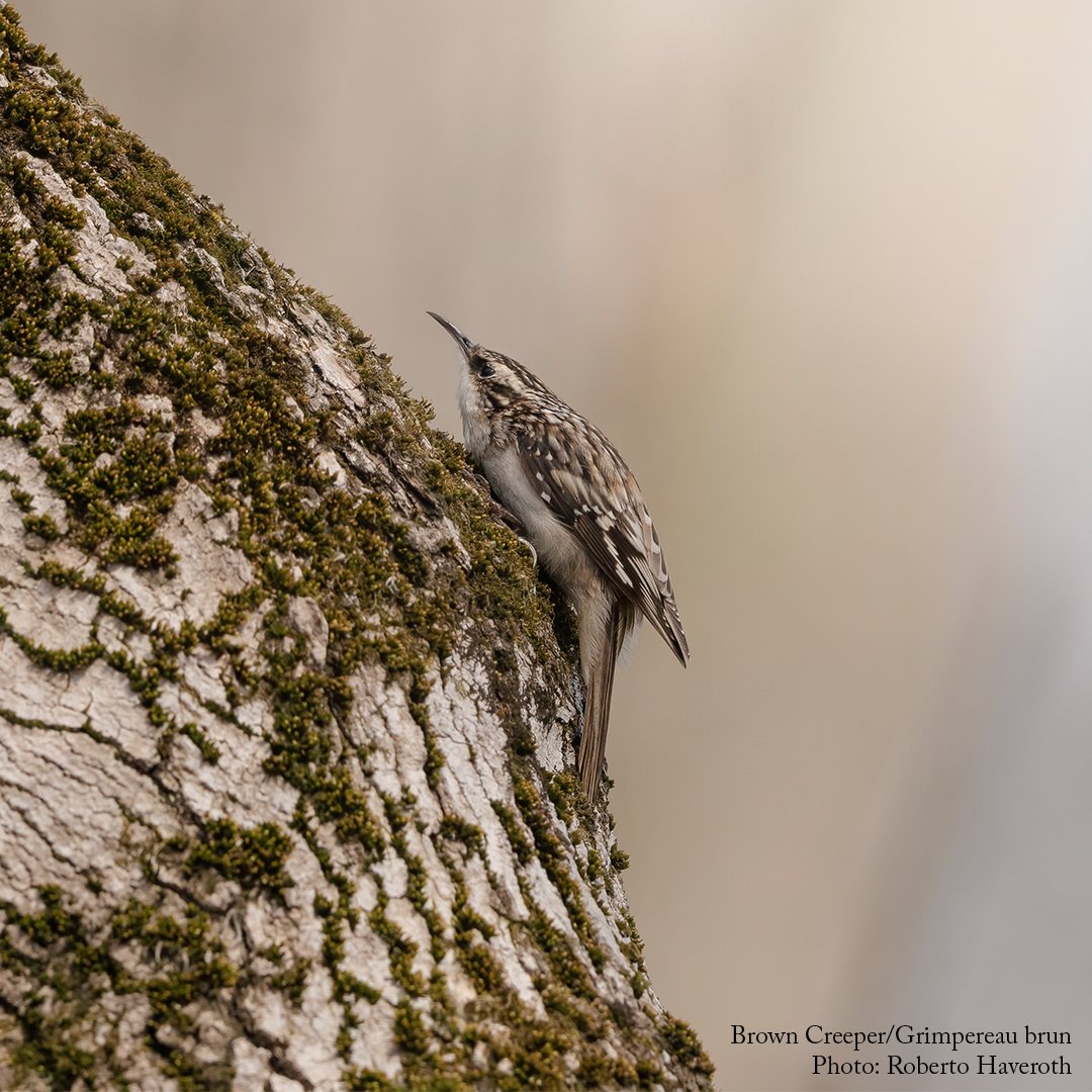 BirdsCanada's tweet photo. The Project WoodlandWatch enables landowners to enter observations of #birds on their woodlots. A new bird identification poster series will support this effort. See the first poster here: https://t.co/4YrN6rkllv https://t.co/zpg4AQpDXj