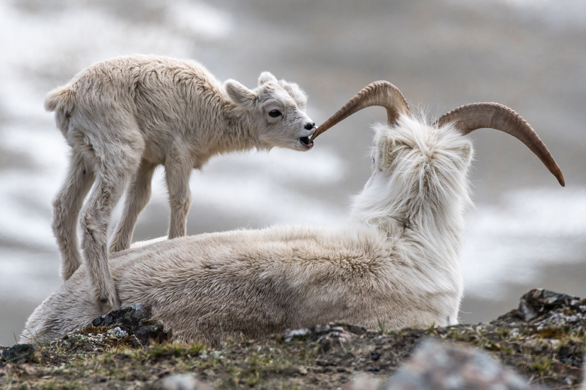 Have we mentioned that it’s lambing season? 😍
Thank you for choosing not to hike at Thechàl Dhâl’ until June 15th.
pc.gc.ca/en/pn-np/yt/kl…
📷 Sonny Parker