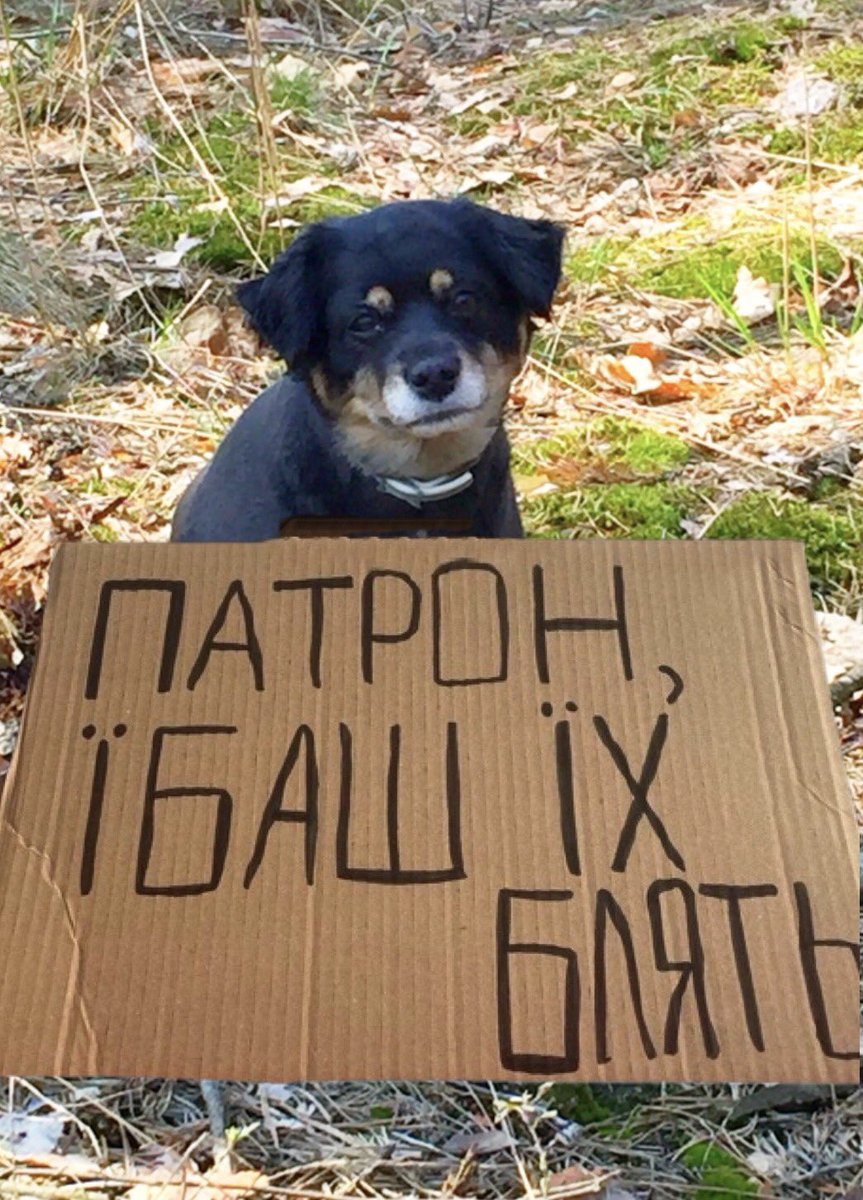 Київський хортик tweet media