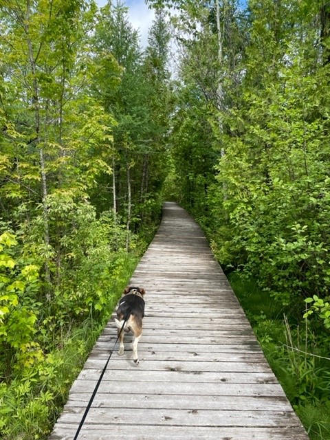 Did You Know?
Roblin has a conservation trail, maintained by Ontario Parks. The Menzel Centennial trail is great for hiking &amp; dog walking. Discover more of our trails by visiting greaternapanee.com/en/live-play-a…