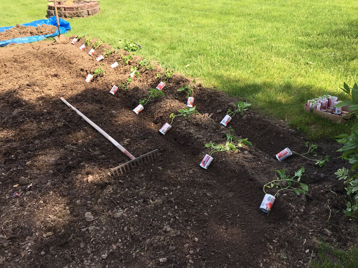dailystem's tweet image. Planting salsa &amp;amp; chili &amp;amp; spaghetti sauce
#BackyardScience