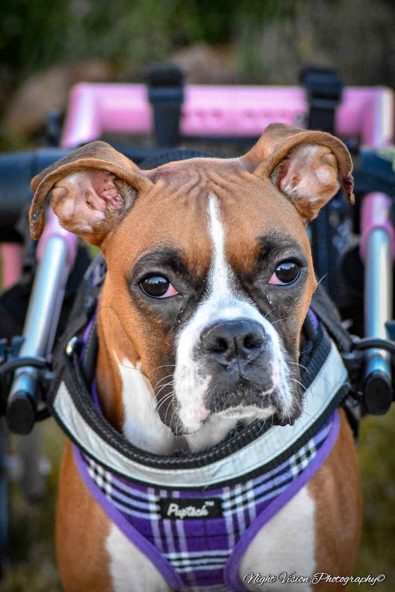 boxers_on's tweet photo. Mellie needs 77 new followers to hit 3000, can we keep her going and hit 3000 followers by her Celebration of Life Saturday? Let's keep her memory alive ♥️🐾 https://t.co/ANKElOfOmx