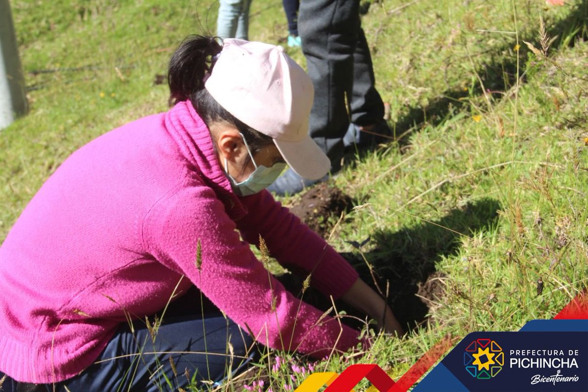 PichinchaGob's tweet photo. ¡Avanzamos con nuestro programa de Reforestación y Restauración “Fausto Cayambe”! 🌱🌳😃
En el marco de la conmemoración del Bicentenario de la Batalla de Pichincha, sembramos alrededor de 10 mil plantas nativas en varios sectores de la provincia
1/4 https://t.co/bTSnNE2rtI