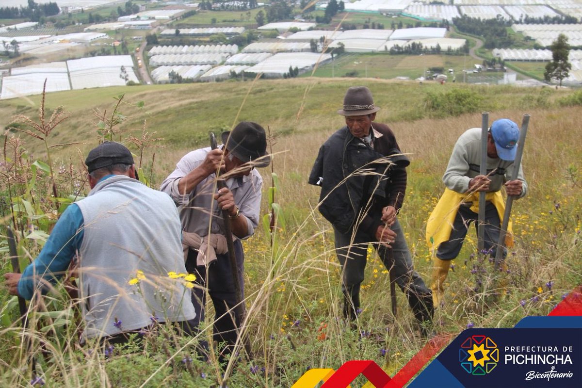 PichinchaGob's tweet photo. ¡Avanzamos con nuestro programa de Reforestación y Restauración “Fausto Cayambe”! 🌱🌳😃
En el marco de la conmemoración del Bicentenario de la Batalla de Pichincha, sembramos alrededor de 10 mil plantas nativas en varios sectores de la provincia
1/4 https://t.co/bTSnNE2rtI