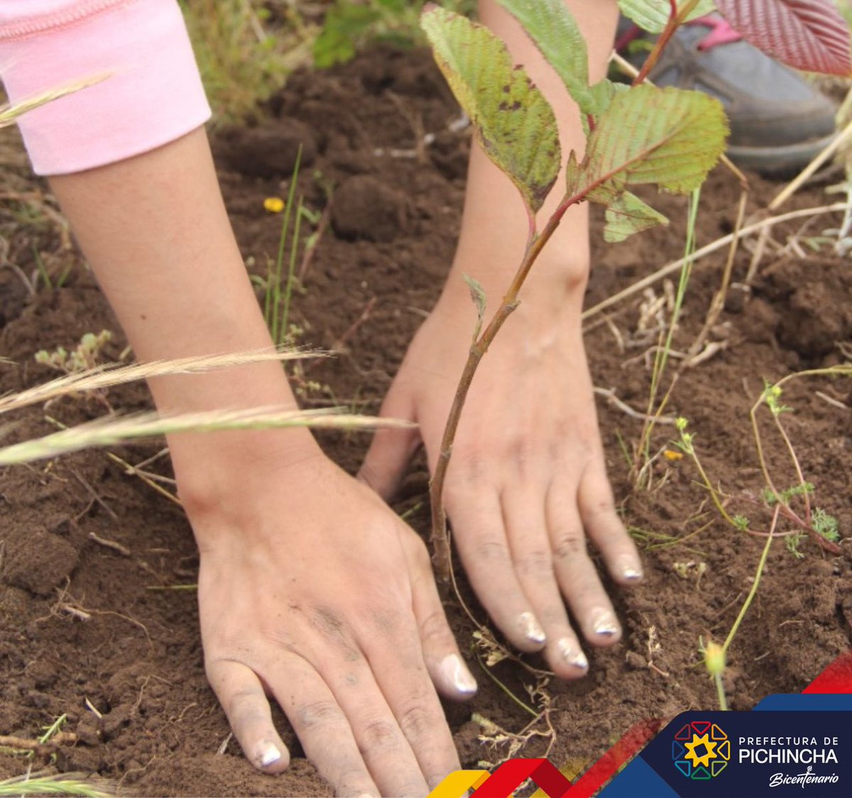PichinchaGob's tweet photo. ¡Avanzamos con nuestro programa de Reforestación y Restauración “Fausto Cayambe”! 🌱🌳😃
En el marco de la conmemoración del Bicentenario de la Batalla de Pichincha, sembramos alrededor de 10 mil plantas nativas en varios sectores de la provincia
1/4 https://t.co/bTSnNE2rtI