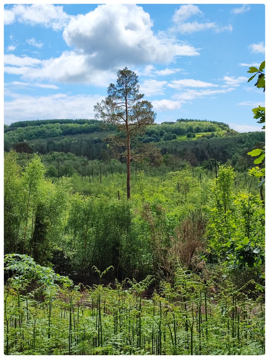 Anthonymiller19's tweet photo. Standing Tall @delamereforest @iva852852 @photography @MeLinNature @MindfulEveryday @cheshirelife https://t.co/CvpymqBmZO