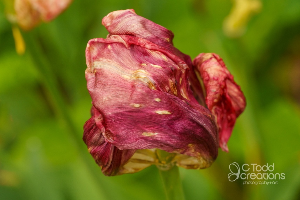 ctoddcreations's tweet photo. "Everything in nature invites us constantly to be what we are." ~Gretel Ehrlich

#photooftheday #lgbtphotographer #gayart #gayartist #QueerArtist #QueerArt #indianaphotographer #indianasveryown #robertscamera #317shooters #indykeepscreating #outdoorlife #spring #flowerstagram https://t.co/VdYp8qxHeZ