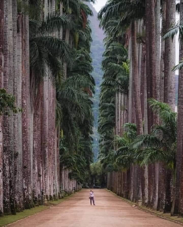 historydefined's tweet image. Rio de Janeiro's Botanical Garden was created by King John VI of Portugal in 1808. Today, it's home to 6,500 species of plants distributed throughout an area of 130 acres. Read more: bit.ly/3hSGUtD