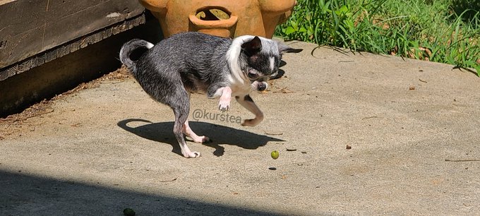 #Chihuahua https://t.co/5SVTDTppok<a href="/tag/chihuahua"class="tags">#Chihuahua</a>