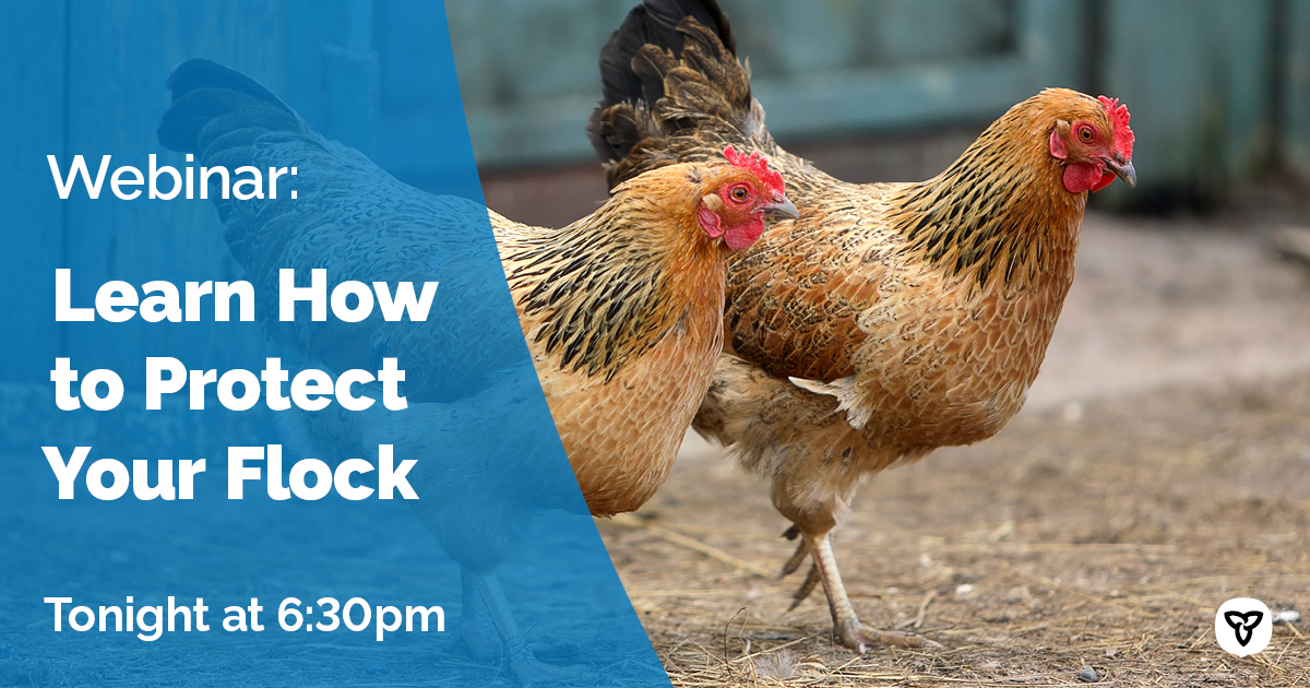 Join us and <a href="/PoultryIndCou/">Poultry Industry Council</a> for an update and details on protecting your flock tonight at 6:30pm.
Learn about the clinical signs, biosecurity protocols, and get your questions answered. Register now: us02web.zoom.us/webinar/regist… #OntAg