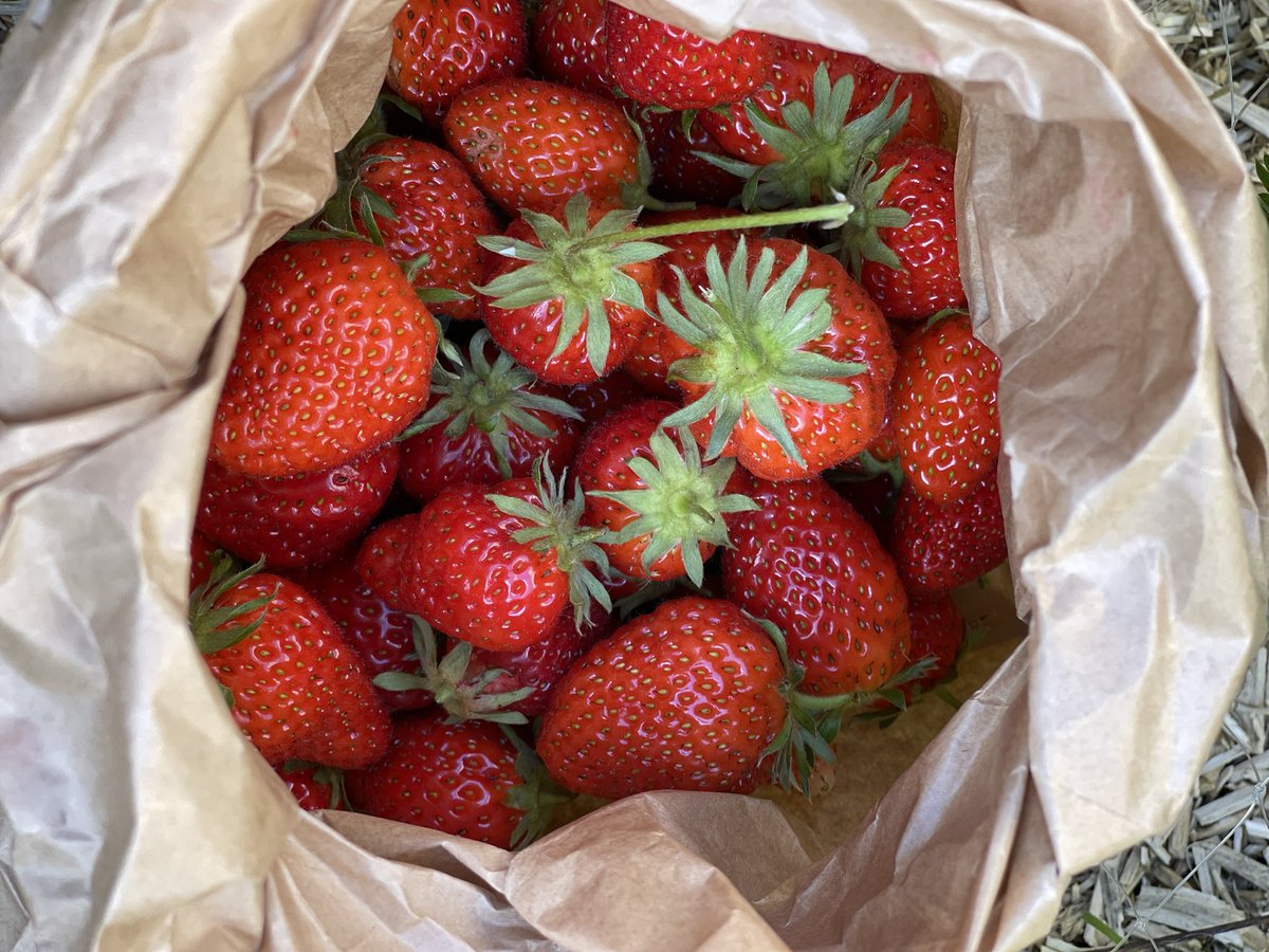 AlikeaRoux's tweet photo. @fred_manfrin Même programme ! 700g aujourd’hui, comme tous les 3 jours ces temps-ci 
🍓🍓🍓#saisondesfraises https://t.co/xEJD6QZwRt