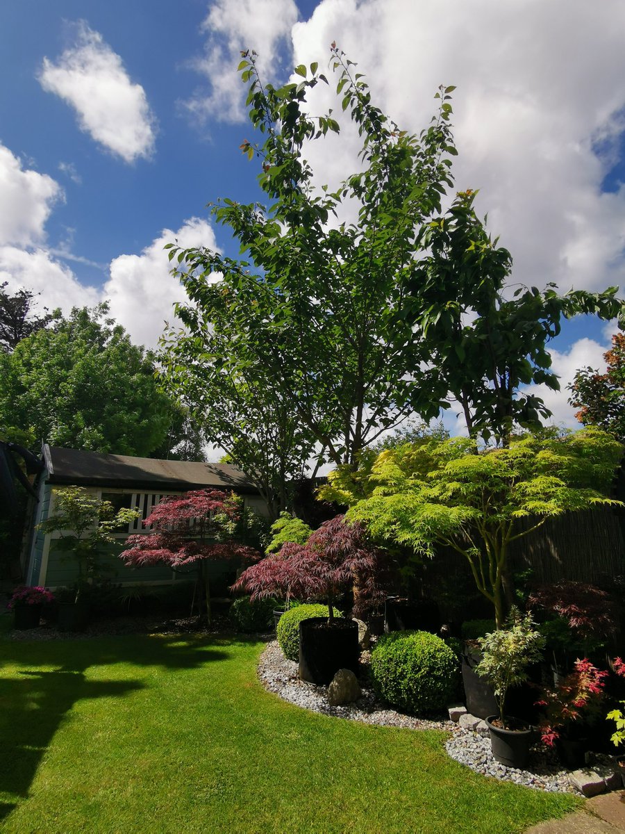 #GardensHour #Maples