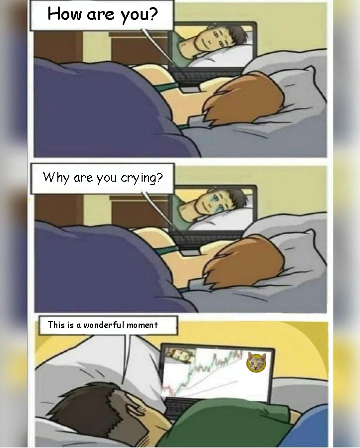 Luscus Cat tweet media