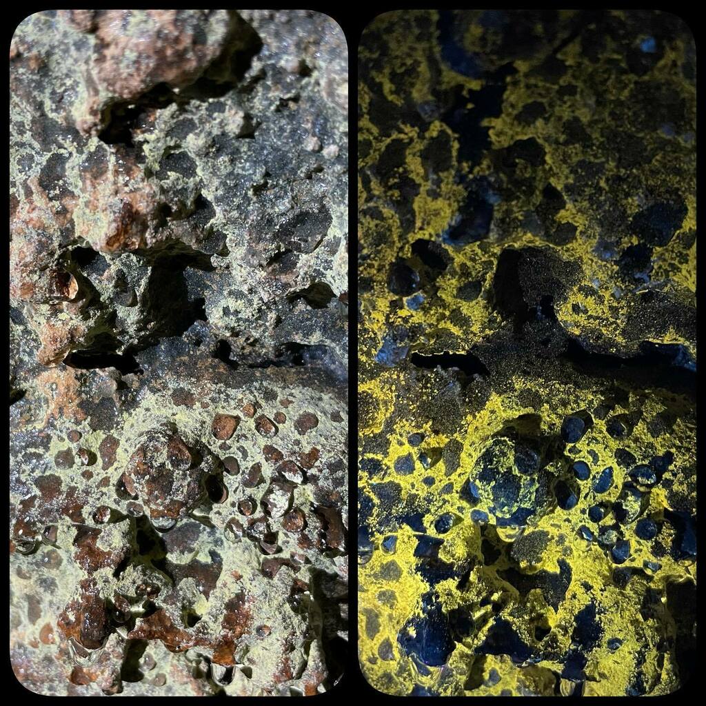 NASA_BRAILLE's tweet photo. Here’s another example of how ultraviolet light can provide a completely different look at some microbial communities! The left image shows specific biofilm under visible light, while the right side shows the same area under UV. #microbiology #nasa #astrobiology https://t.co/O7G7HPGnn6