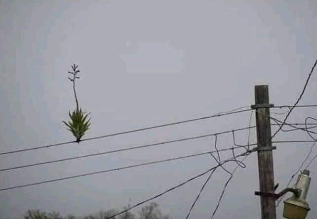 - Plantas de casa: Si no me echas agua un día me muero.

- Plantas de la calle: