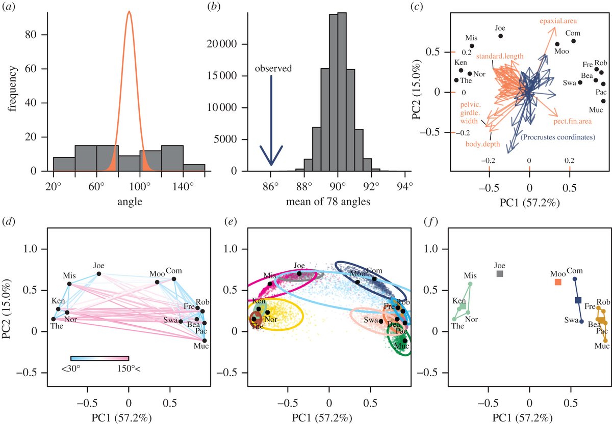 RSocPublishing's tweet photo. #BiologyLetters review - Detecting (non)parallel evolution in multidimensional spaces: angles, correlations, and eigenanalysis https://t.co/ISKUWHuXln #evolution #statistics https://t.co/VUgazKJAHk
