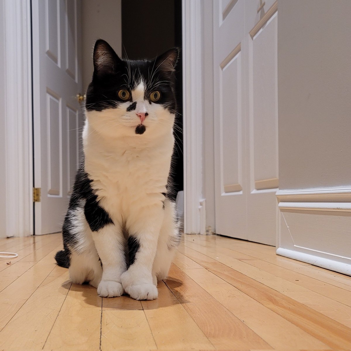 Seven, posing in the hallway 💙
#CatsOfTwitter #polydactylcat #cat