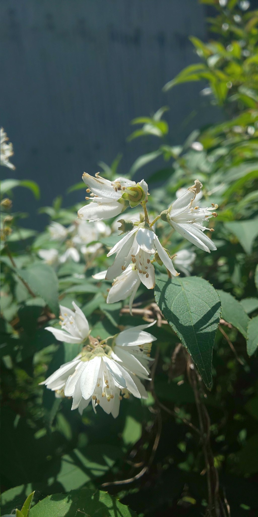 よもじい 卯の花の 匂う垣根に 時鳥 早も来鳴きて 忍び音もらす 夏は来ぬ の卯の花がこれ 私の地方では 垣根 や畑の境によく植えられています どちらも強く刈り込まれている事が多く たくさんの花を咲かせることは少ないです ウツギ T Co