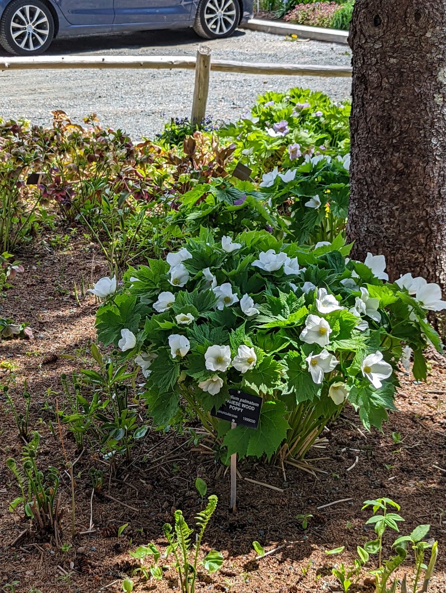 This Japanese Wood Poppy is another floral knockout! #LiveTheGardenLife