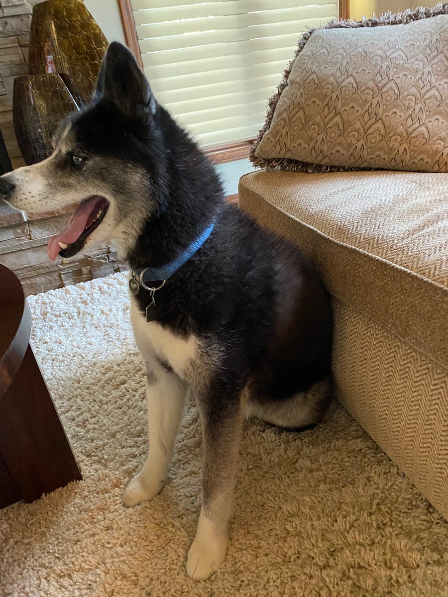 My house sit Hero ! He is so sweet and so much fun! :)