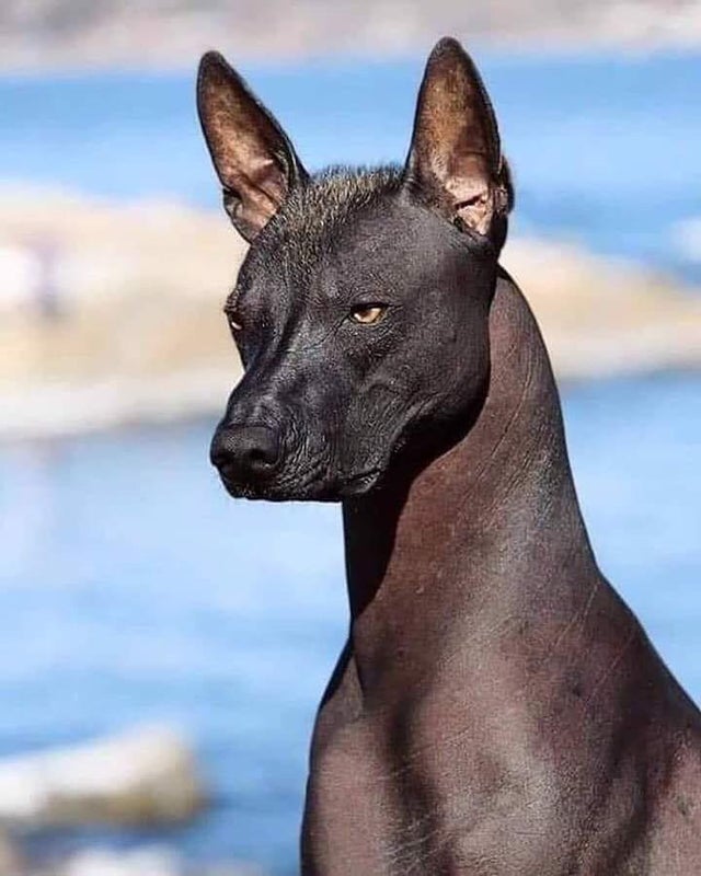 Xoloitzcuintli is an ancient Aztec dog breed once considered guides for the dead on their journey to the underworld.