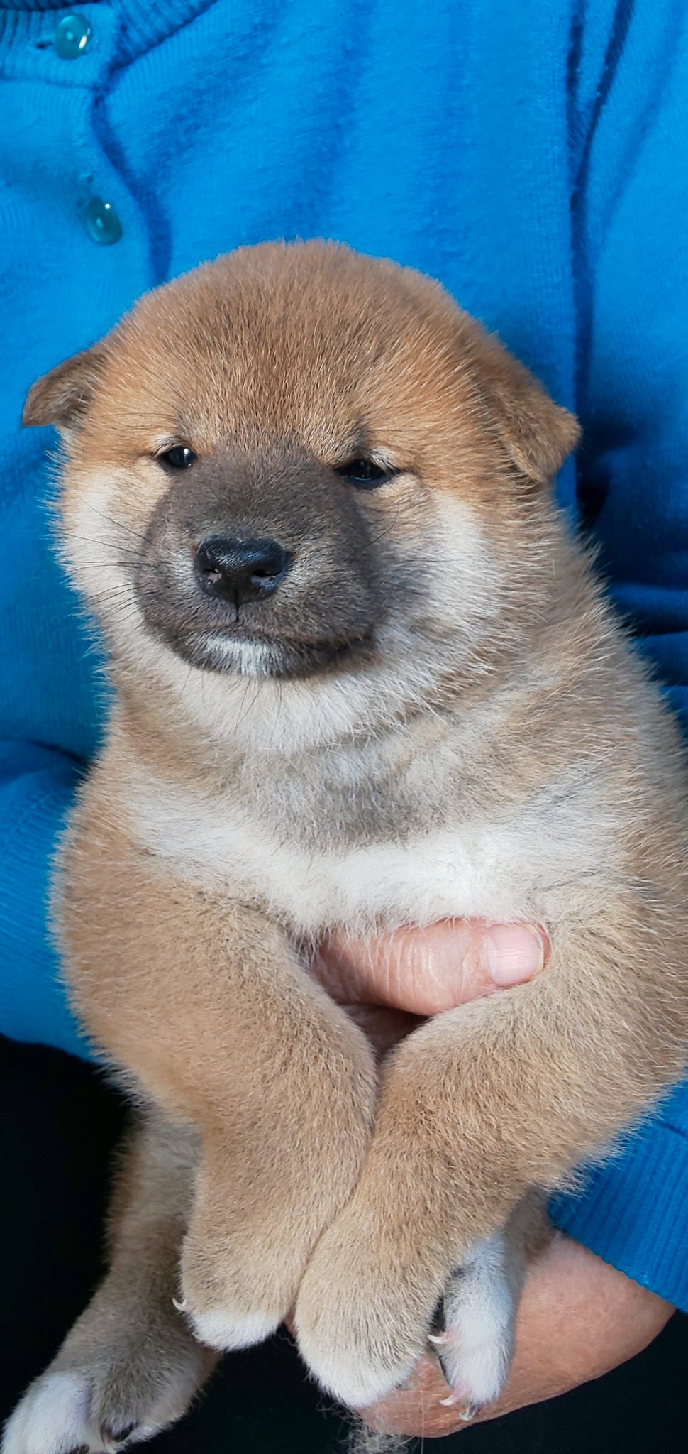 海田犬舎 可愛い 子犬と前肢 T Co 9kebo0xdbg Twitter