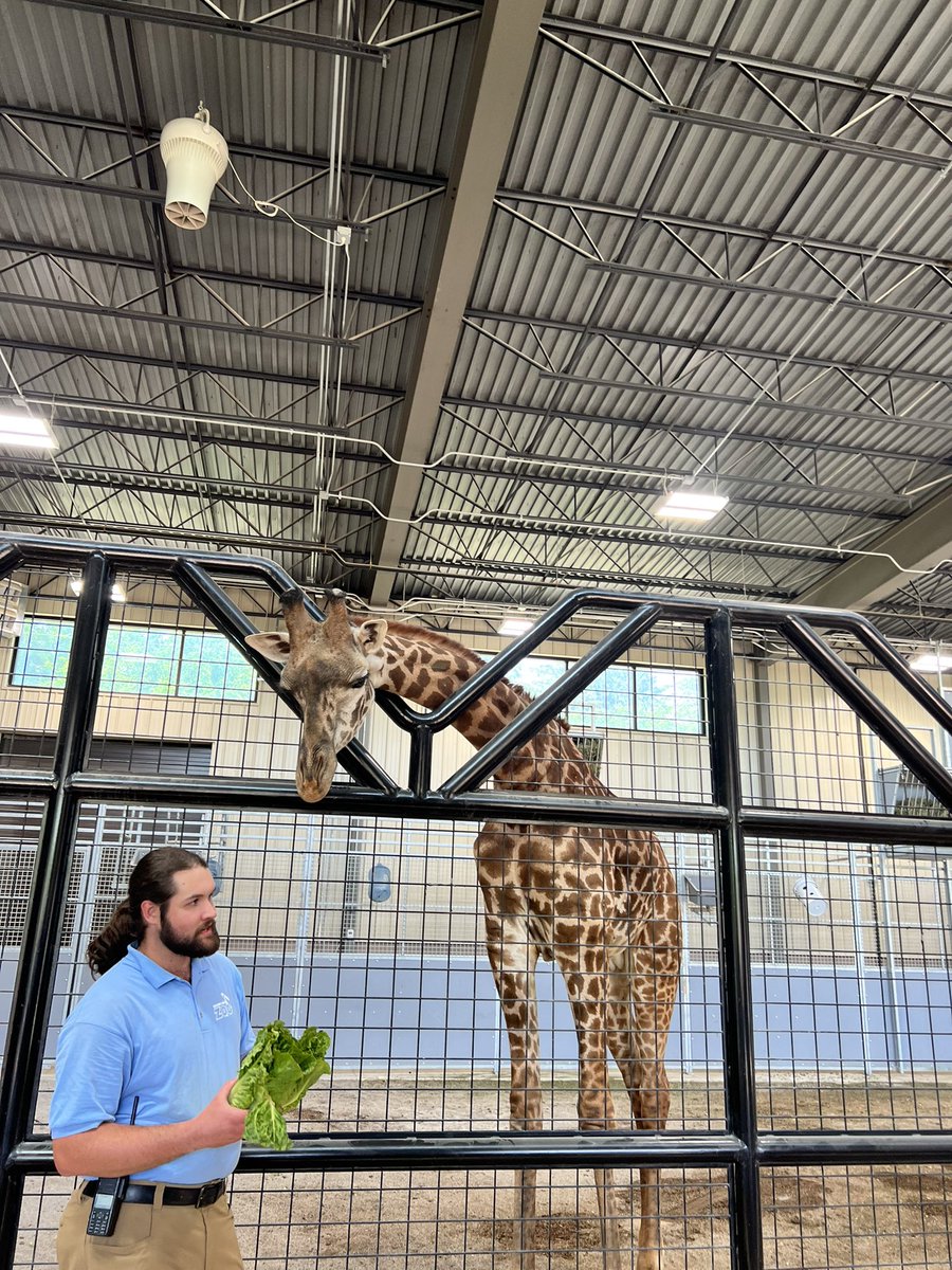 Mrs_Simoni's tweet photo. Great visit @PotawatomiZoo today. Kellan was very excited for his romaine.  So excited to get to know the rest of our handsome giraffe crew on our weekly summer visits.  My girls just love the addition of the boys and cannot wait to feed them one day. https://t.co/wyIta8aUhj