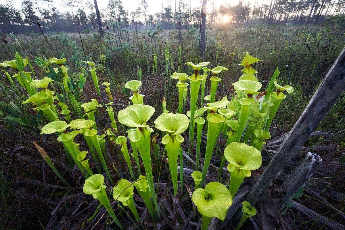 Are trumpet pitcher plants behaving like wolves and hunting in packs? Unfortunately not ... while the number of insects caught per patch goes up with more leaves prey capture per leaf did not so for this predator there was no advantage or disadvantage of foraging in groups.
