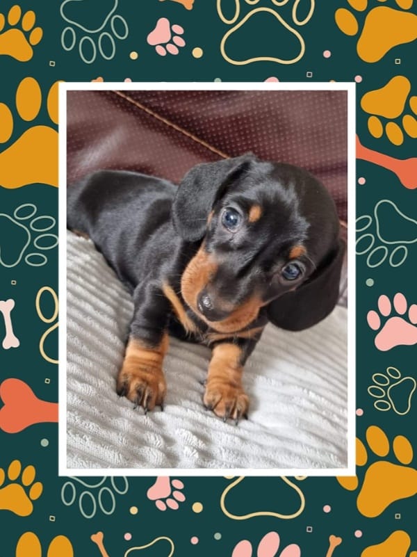 jmspeakman's tweet photo. Good night my Twitter pals. Off to bed to dream about my likkle ikkle puppy Nev (Neville) who's coming to live with me on Monday. 😴💤🐶🐾 #minaturesausagedog
#Cutiepie #gonnabeonespoiltpuppy
#nanight https://t.co/bdrOEDmyAb