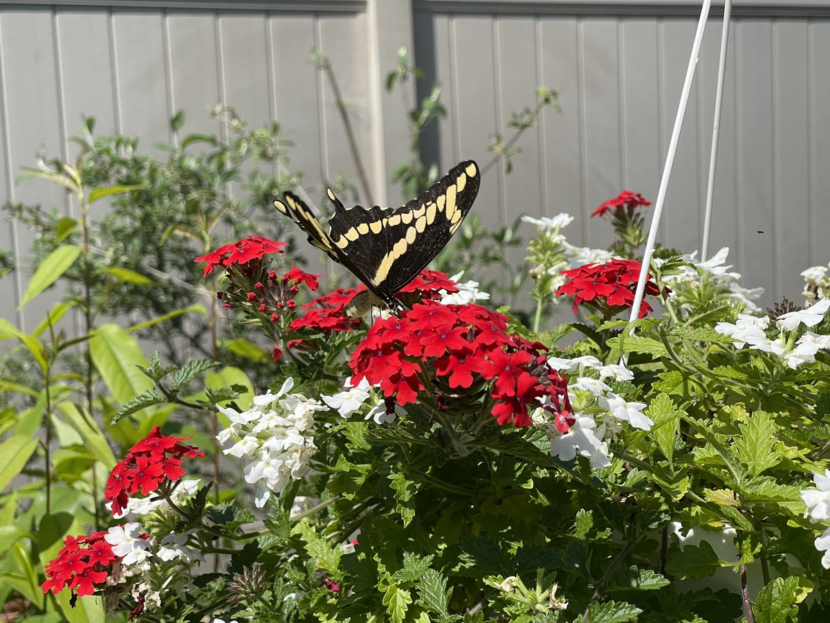 I had my first Giant Swallowtail in my garden today. May 30, 2022 Westland Michigan