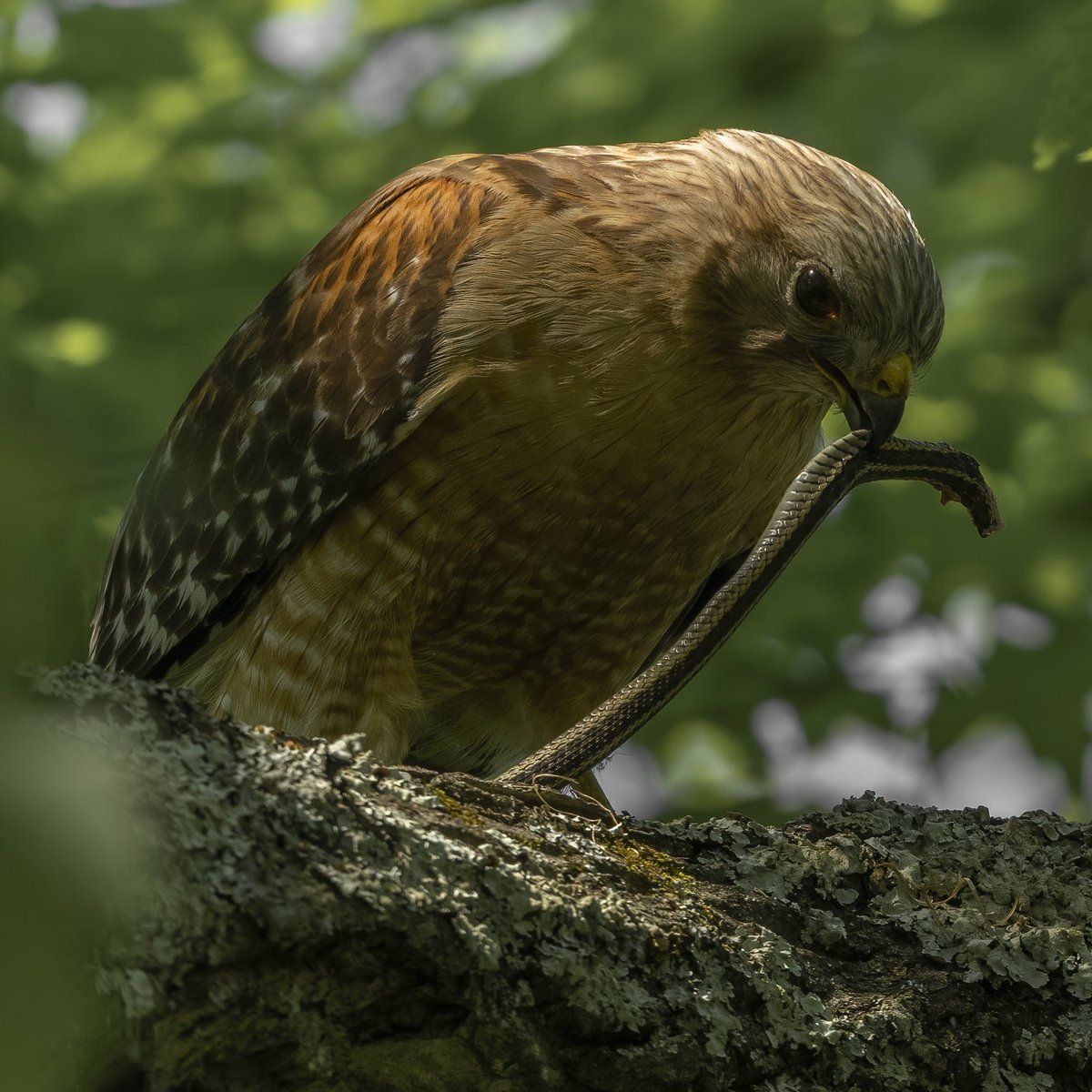 Saw this Red-Shouldered Hawk hunting snakes today. Really amazing to witness and photograph!