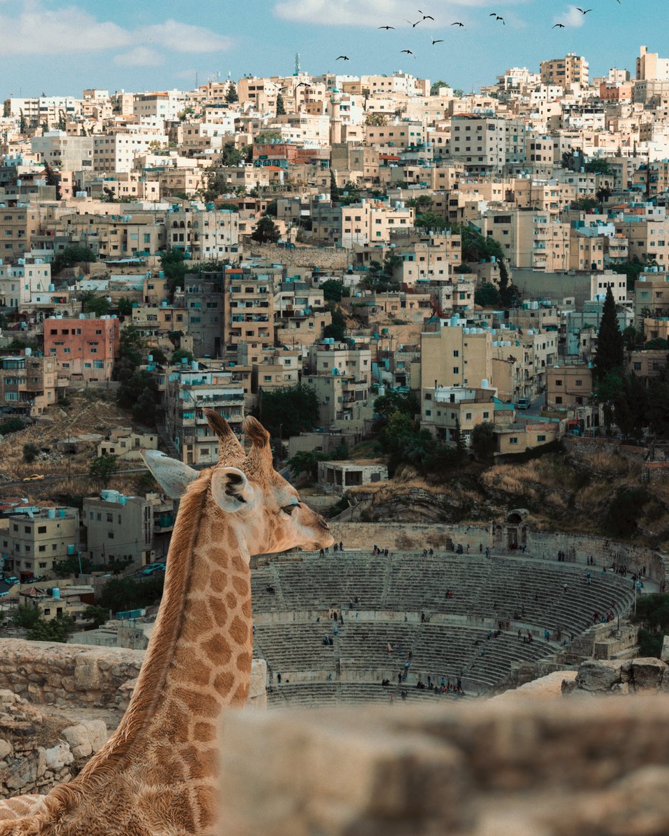 Swopes's tweet photo. ✈️ @United invited me to experience Jordan for their announcement of being the FIRST airline to have nonstop from Washington DC to Amman

I received an email 📧  and usually it’s because an agency has seen my Instagram/website or word of mouth ✨ #SwopesGiraffe https://t.co/zp98tABokS