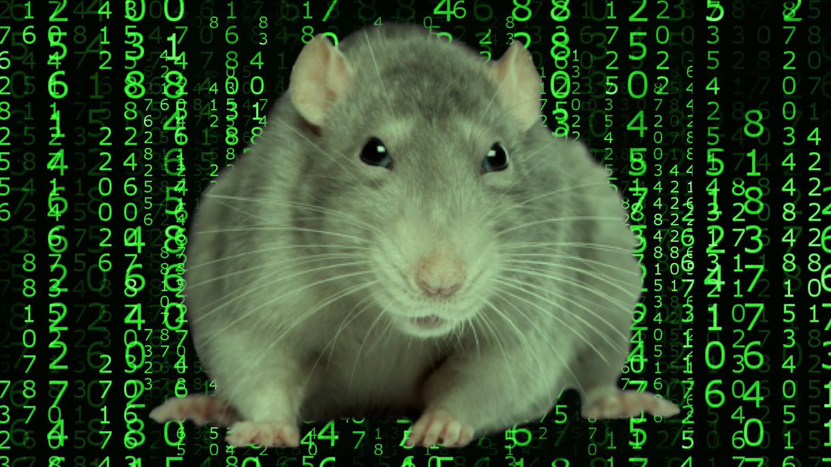 LegalizeRats's tweet photo. would you download a rat? https://t.co/TCZD278SbV