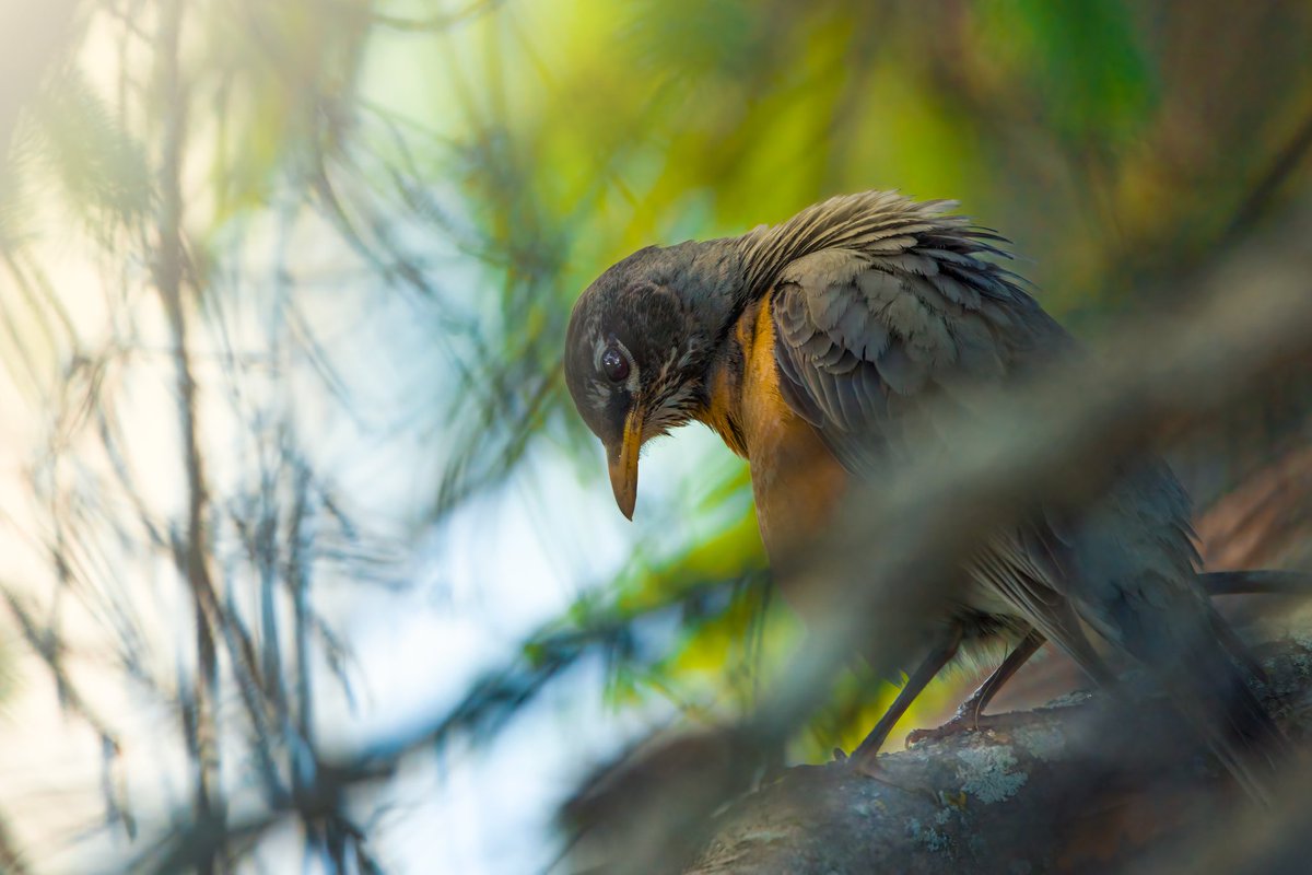binitestudios's tweet photo. Re-edit with AI Denoiser / Upscaler. New &amp; Old. Really bought out the details 🥰
•
#ai #topazlabs #photographer #photography #birds #beautiful #asthetic #nature #animalphotography #animals #animal #cute #natural #photo #photooftheday #sonya7iii #sigma #binitestudios #trees https://t.co/FMa9PS2XQr