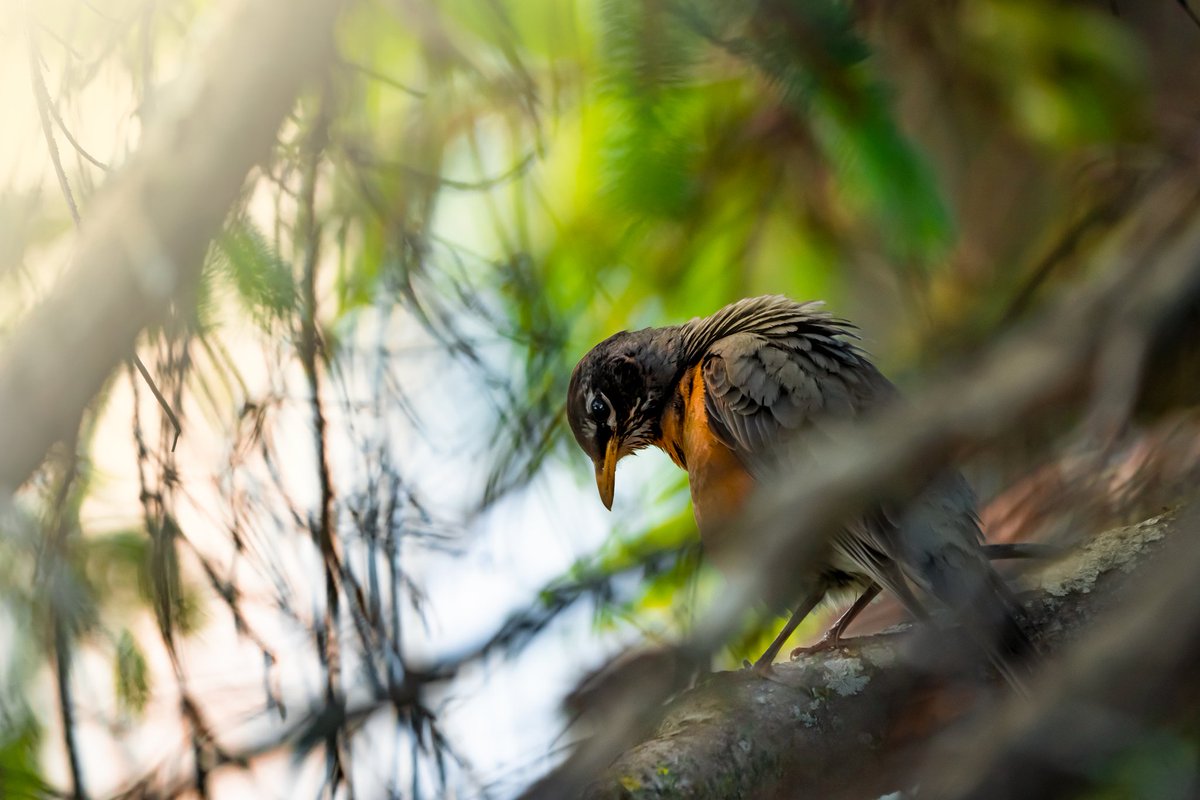 binitestudios's tweet photo. Re-edit with AI Denoiser / Upscaler. New &amp; Old. Really bought out the details 🥰
•
#ai #topazlabs #photographer #photography #birds #beautiful #asthetic #nature #animalphotography #animals #animal #cute #natural #photo #photooftheday #sonya7iii #sigma #binitestudios #trees https://t.co/FMa9PS2XQr