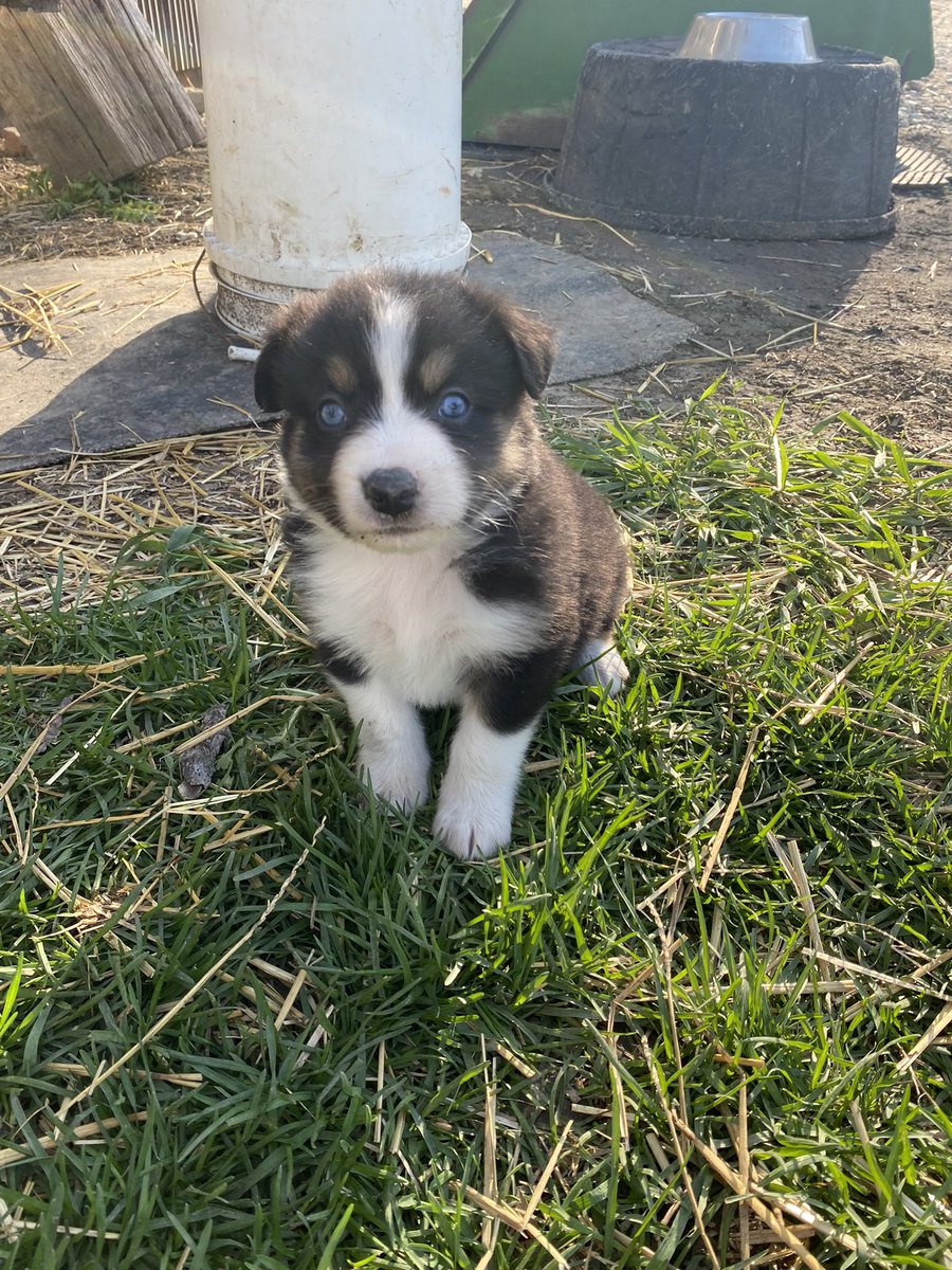 One more male Australian Shepherd for sale! DM for details