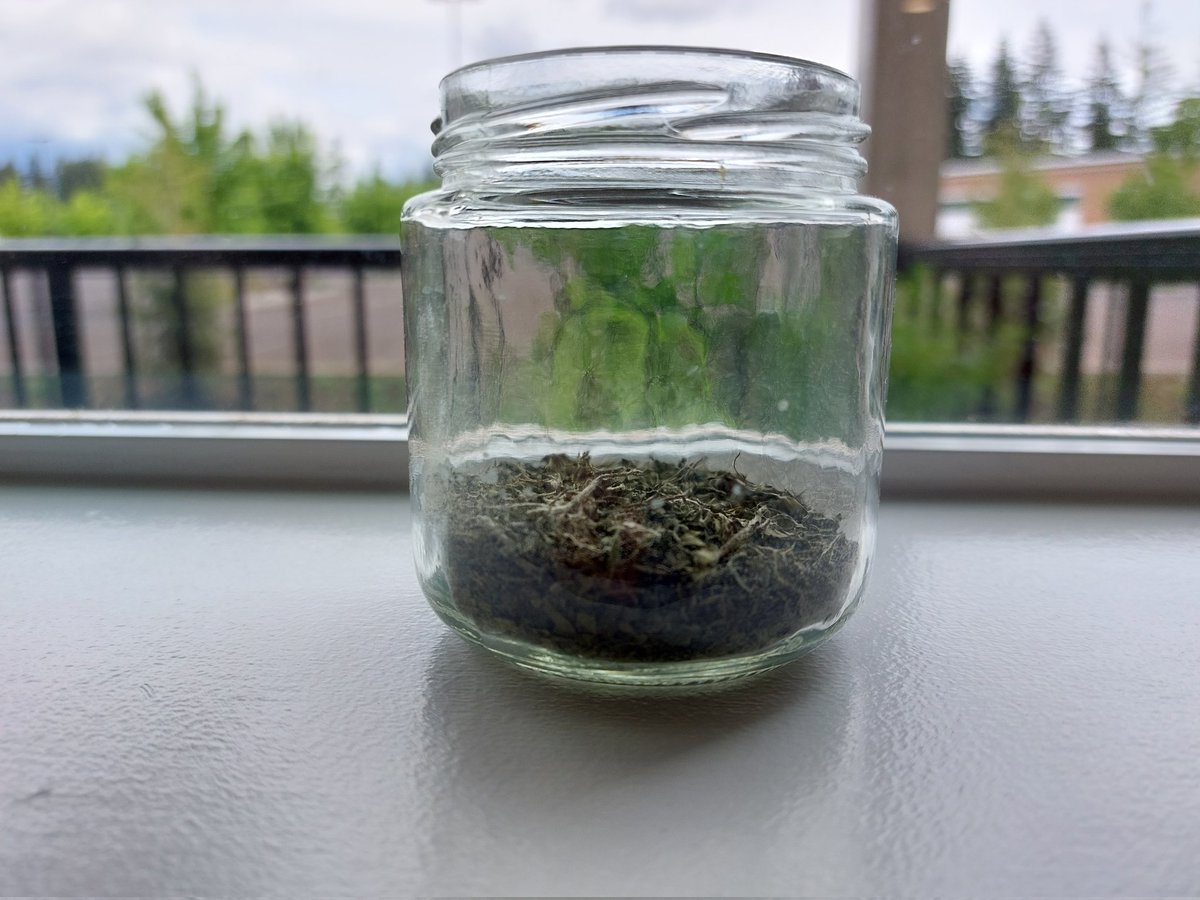 Mark French (@principalfrench) on Twitter photo I harvested, dried, and crushed my first batch of oregano. <a href="/PenzeysSpices/">Penzeys Spices</a>, you better watch out! #RetiredPrincipalInTheKitchen I harvested, dried, and crushed my first batch of oregano. <a href="/PenzeysSpices/">Penzeys Spices</a>, you better watch out! #RetiredPrincipalInTheKitchen