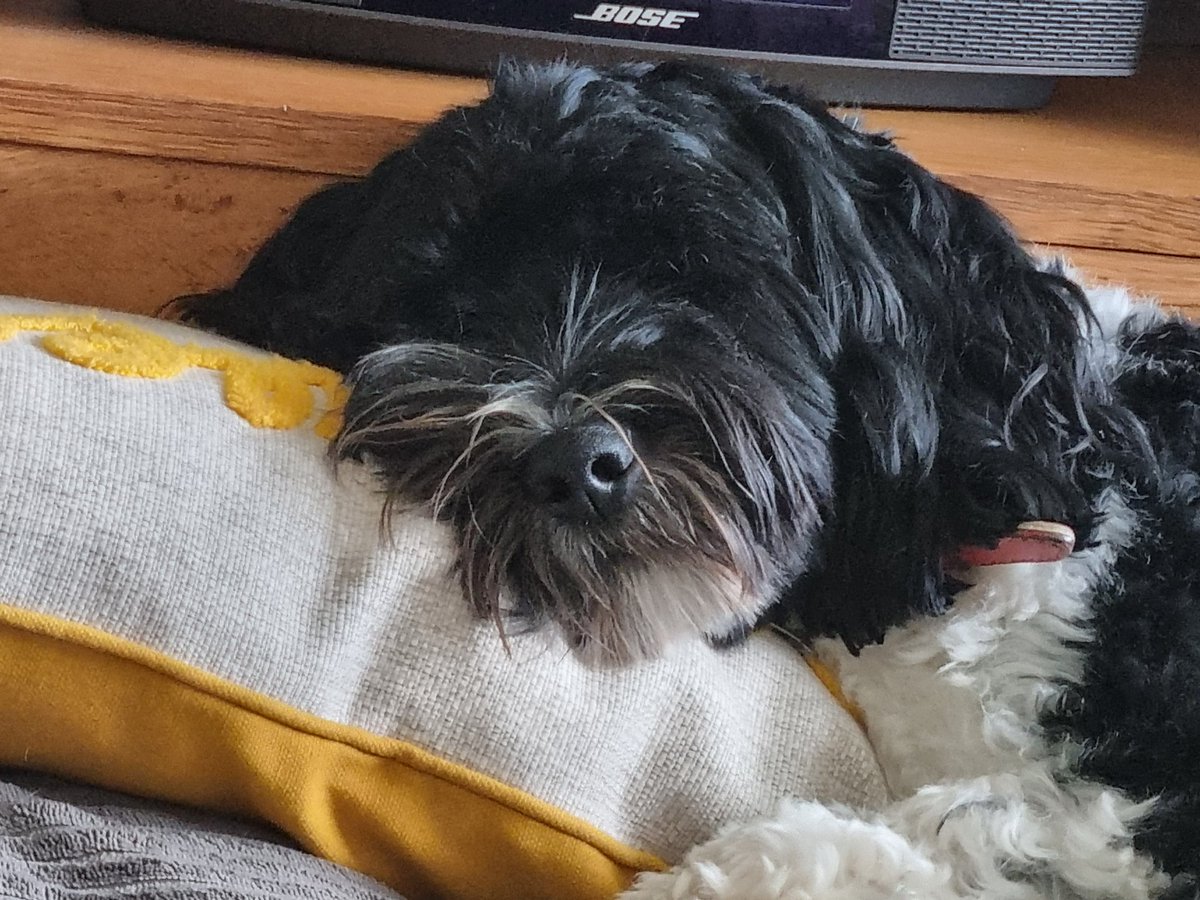 Dr Leigh Donnelly tweet media