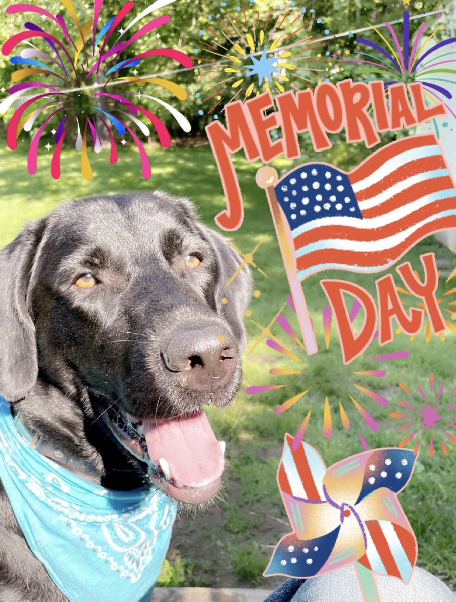 ShopDogs1's tweet photo. Hope everyone is enjoying the weekend!🇺🇸🇺🇸🇺🇸
#dogs #Dogsoftwitter #dogsofinstagram #blacklab #weratedogs #dogslife #dogsoftwitter #doglovers #dogsarethebest #shopdog #fortheloveofpets #blacklabsoftheday https://t.co/SZEbdZXRZk