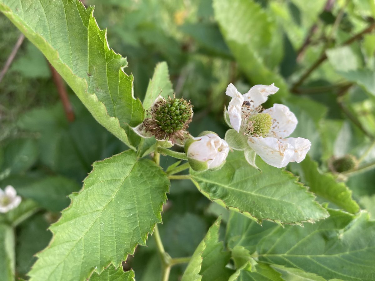 JonBastion's tweet photo. Prime Ark blackberry in three stages of development. https://t.co/Iz3xYEDR3d